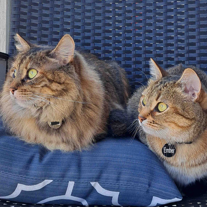 Class Act Catsitting In Northeast Denver