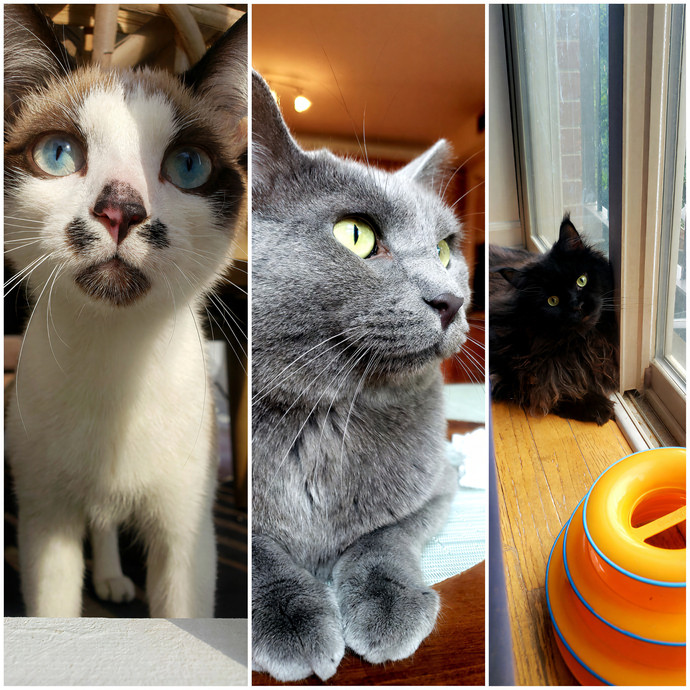 Treating Your Cat Like Family