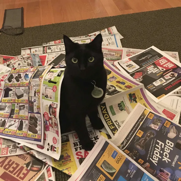 Positive Catitudes Pet Sitting photo 2