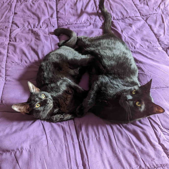 Cat Cuddles And Care Llc