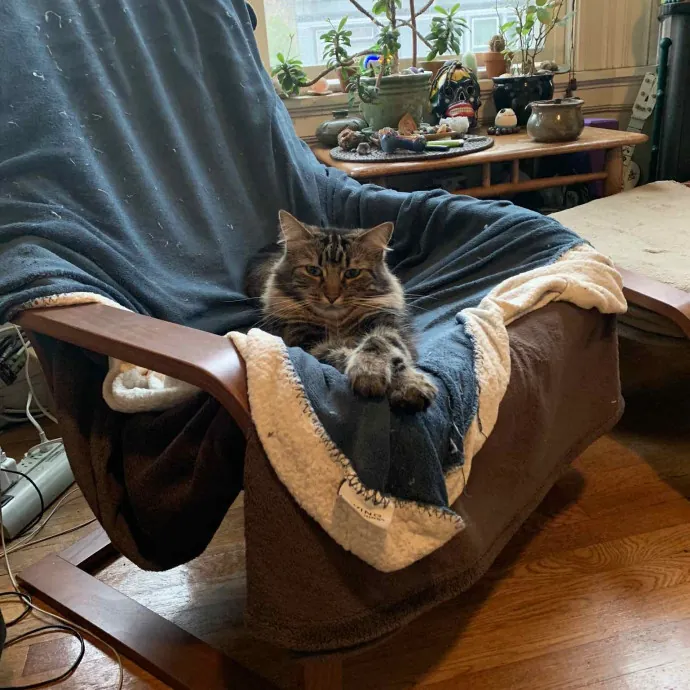 Mackenzie's Cat-Tastic Cat Sitting Sf photo 2