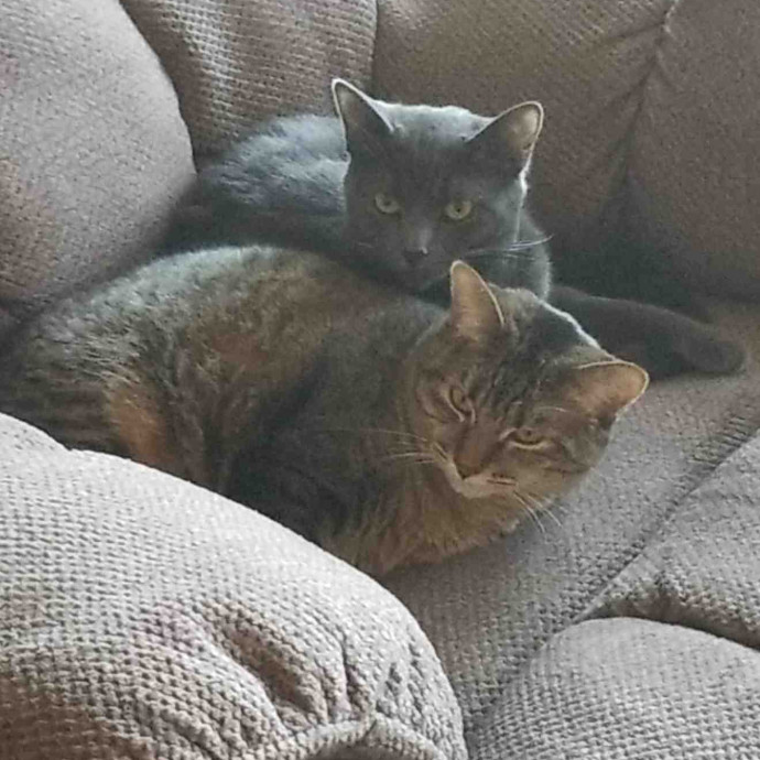 Morgan's Abqrio Rancho Cat Sitting photo 3