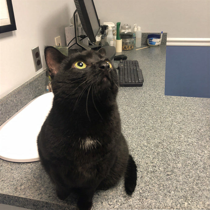 Tamara's Citykitty Care photo 2