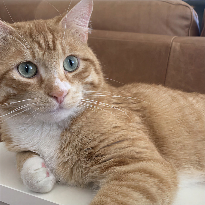 Katie's Cat Sitting In Denver Co