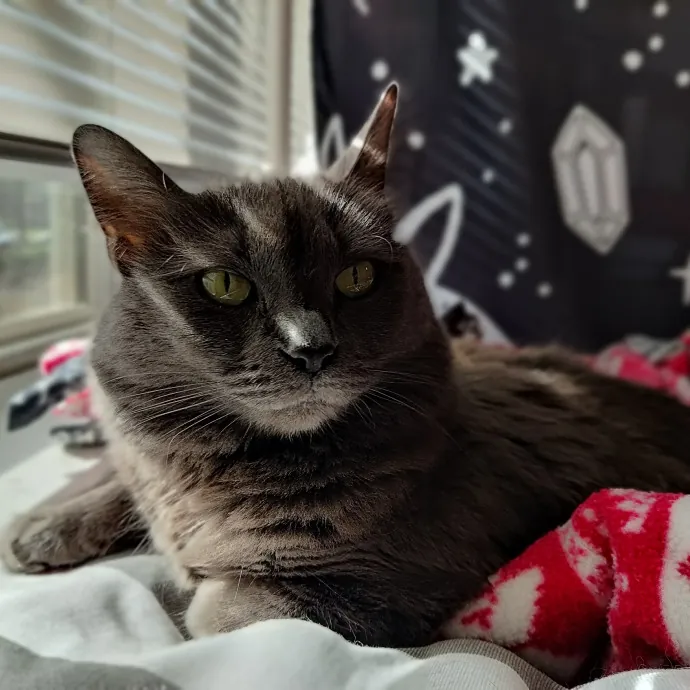 The Kat's Meow - Cat Sitter Kannapolis