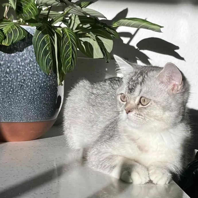 Someone To Make Your Life Easier