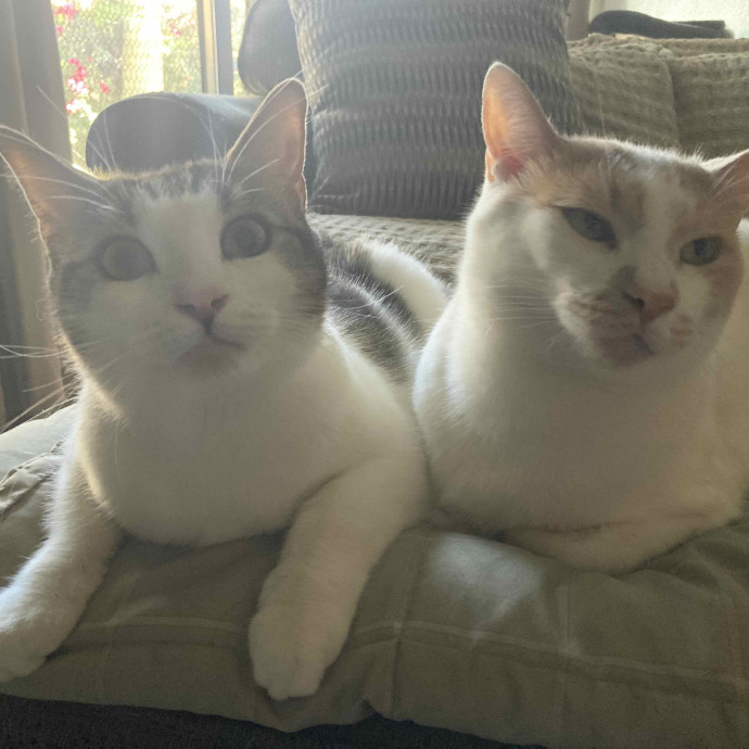 Sarah's Spoiled Cat Service