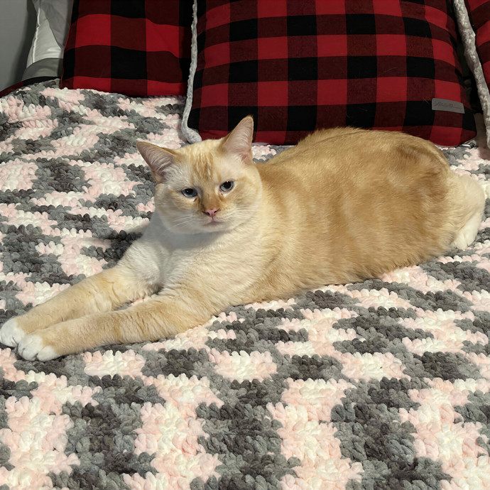 Cincoski Cat Care--Duluth Mn