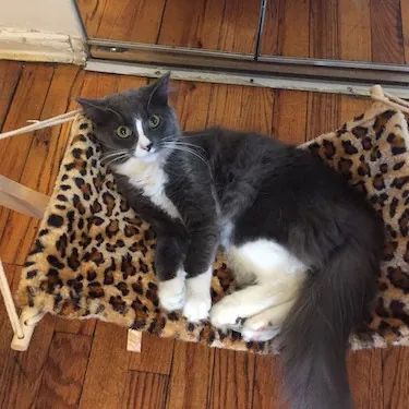 Delilah's Brooklyn Calm Cat Whisperer