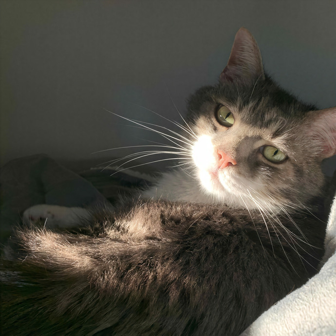 Lucky Duck Cat Sitting