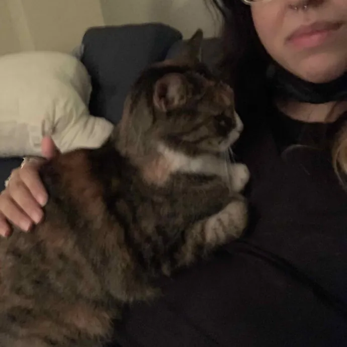 Cat Care Connoisseur