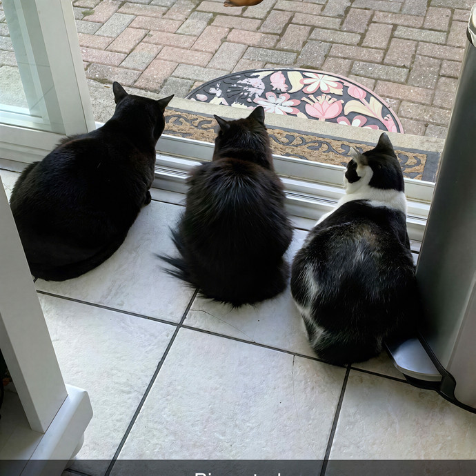 Gabby The Feline Fanatic
