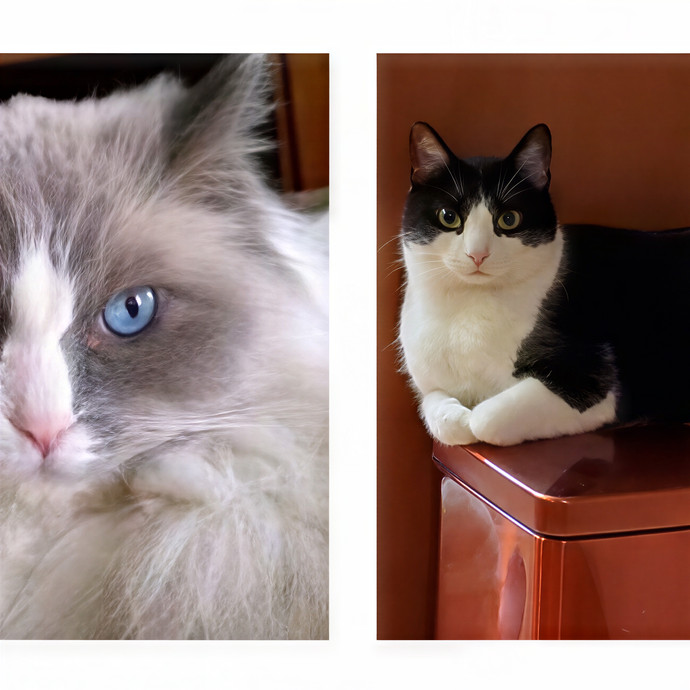Kitty's Purrfect Companion