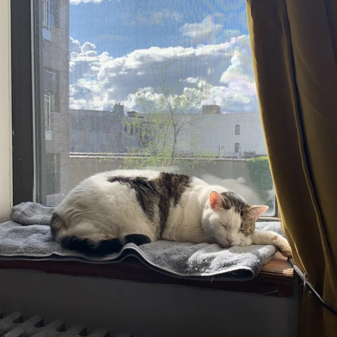 Red Hook Kitty Care photo 2