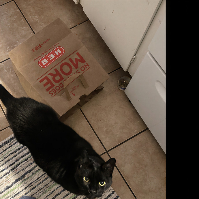 Lily The Purrsonal Cat Friend