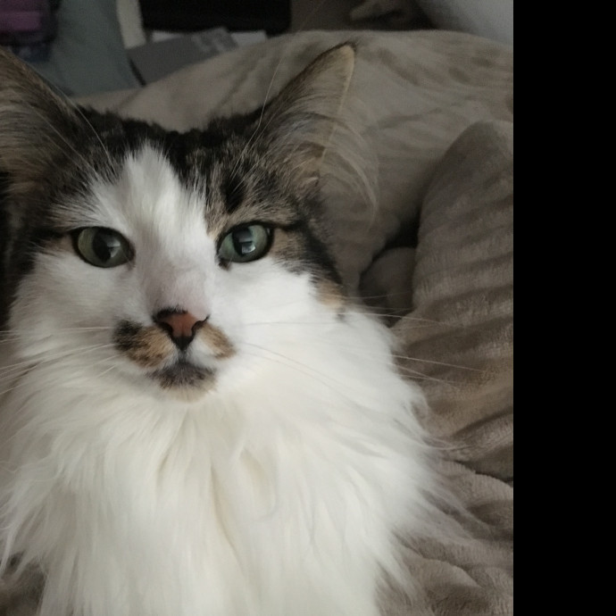 Helen's Cat Care photo 2