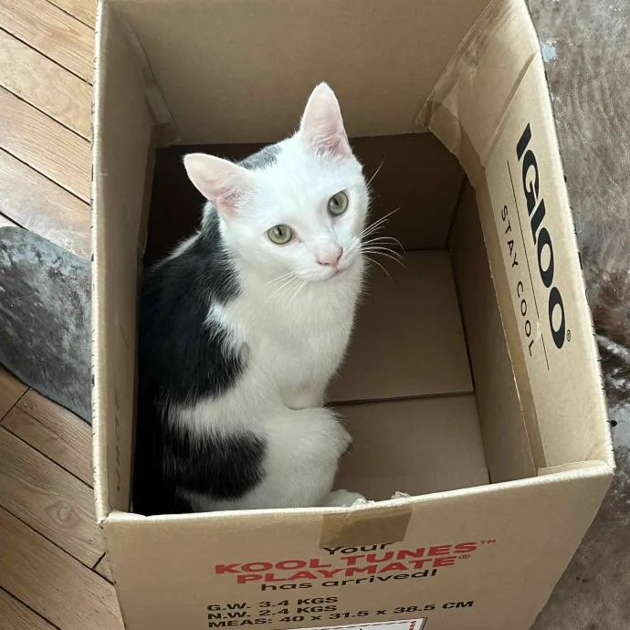 Rose's Cat Care Dc