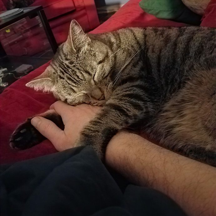 Kitties Have My Heart photo 2