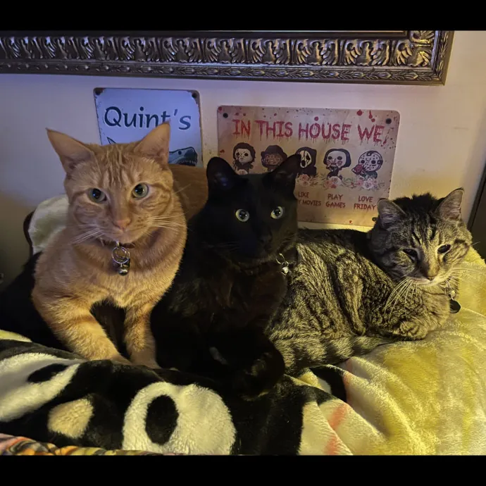 Erika's Awesome Pawsome Cat Sitting