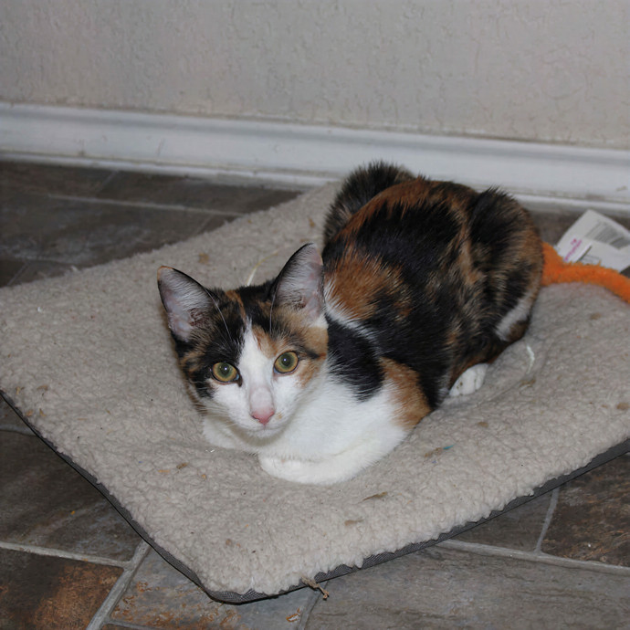 Meow-Lina's Pink Paw Club