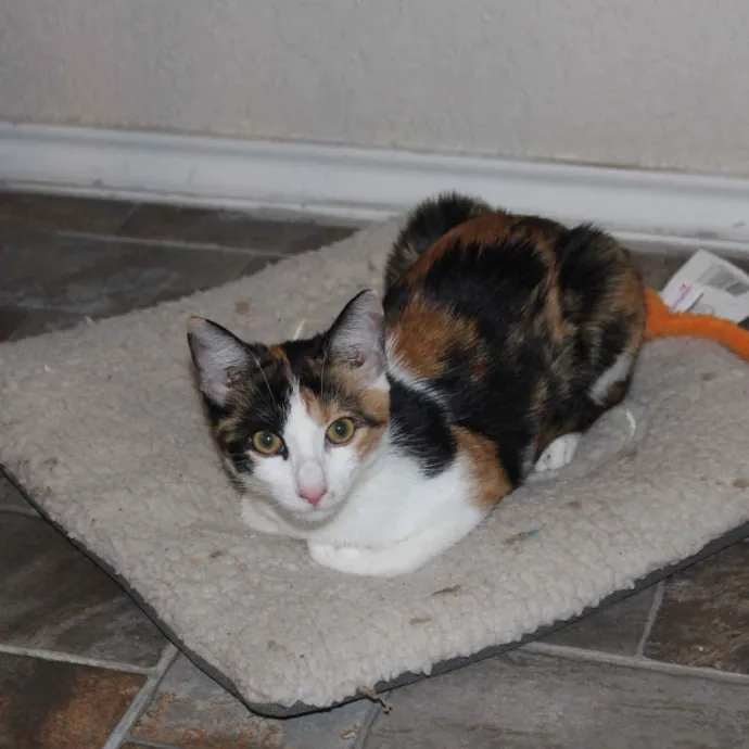 Meow-Lina's Pink Paw Club