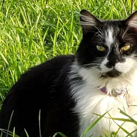 Shannon's Purrfect Cat Sitting photo 2