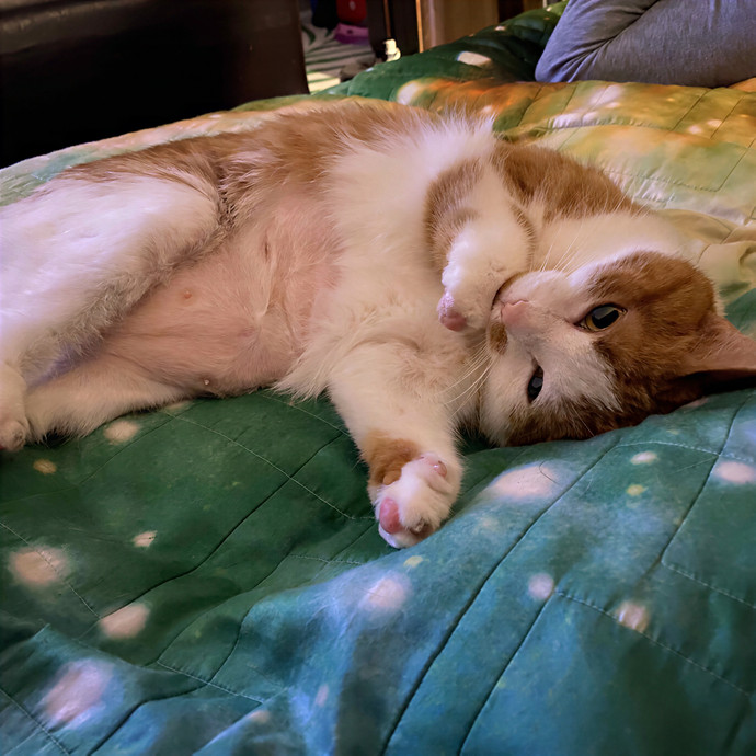 Cosmic Cat Care In Lv,Nv photo 2