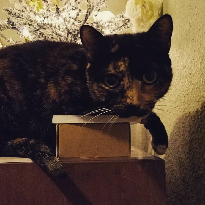 Pawsome Cat Sitting photo 2