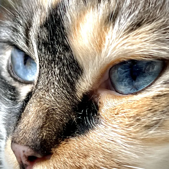 Chris In Fremont Loves Cats