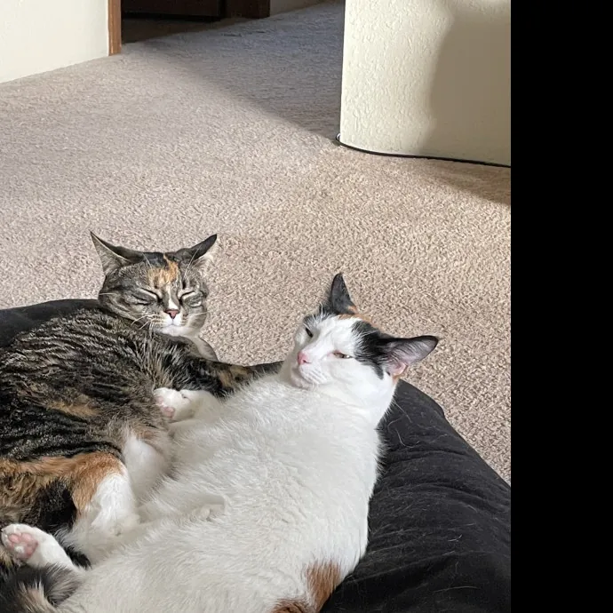 Trusty Dusty The Purrfect Cat Sitter photo 2