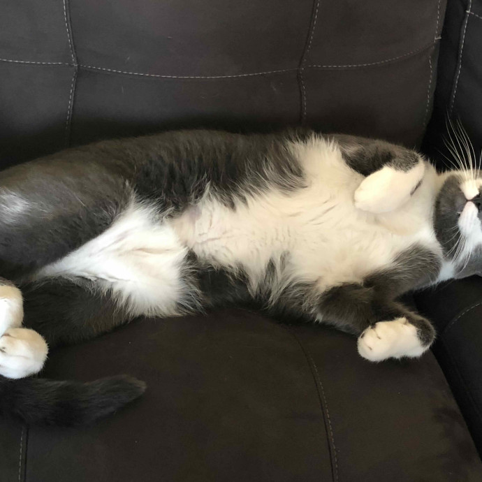 Meowvaleous Marlena's Cat Sitting