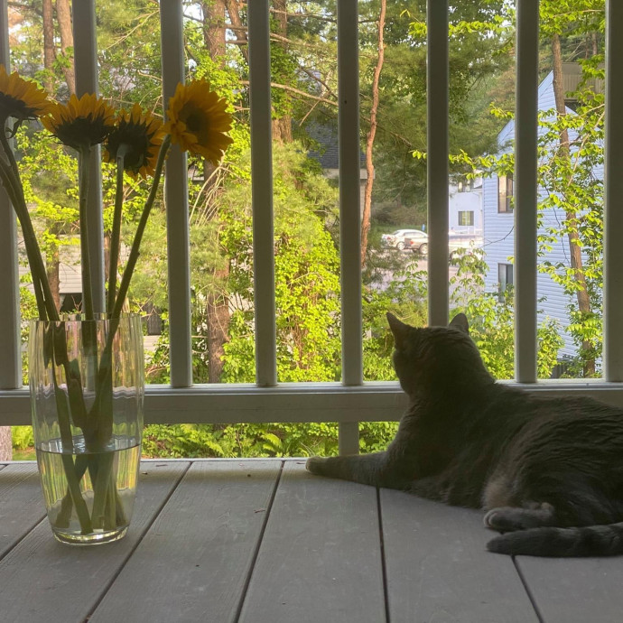Kitty's Korner