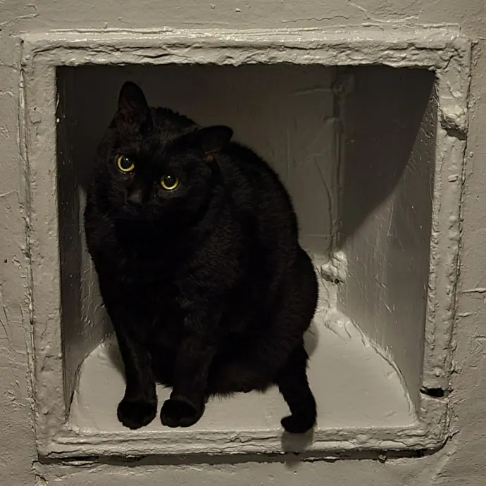 Sharon Love Cat Care