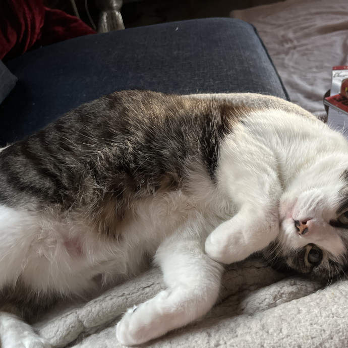 Emily Loves Kats In Atx Area Catmom