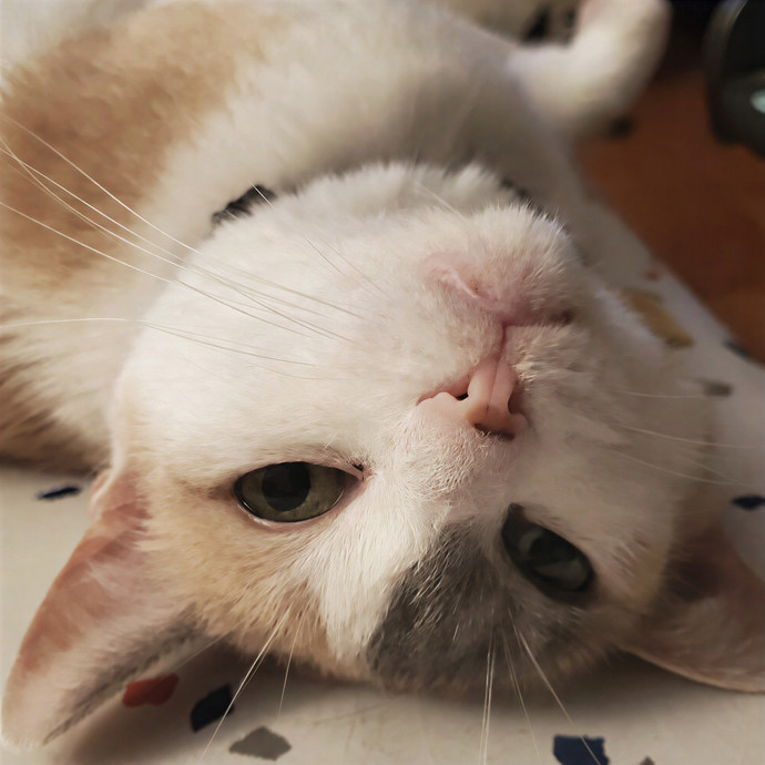 Cat-Sitting In Central San Diego photo 3