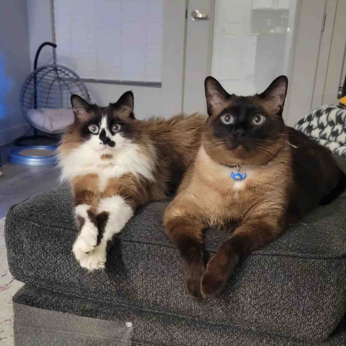 Mishea Kitty Sitting Services  Wvc Ut