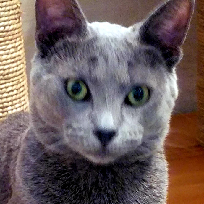 Judit's Purr Care photo 3
