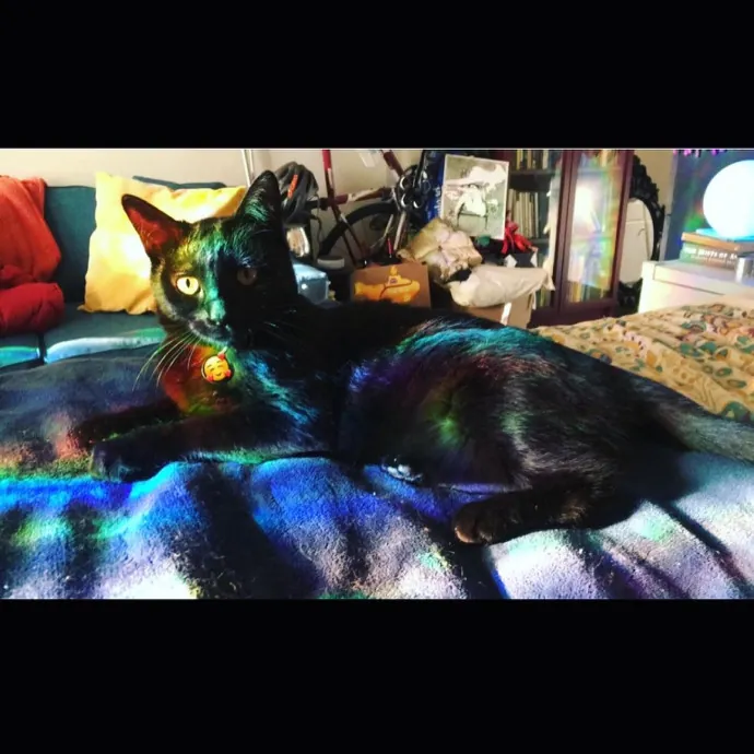 Sophia - Your Cat's New Bff In East Sfv photo 2