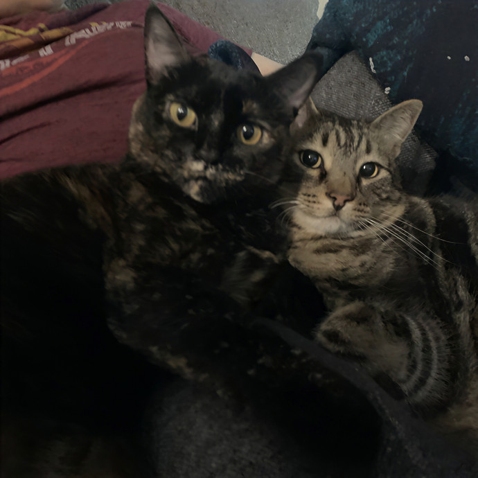 Hector's Tooth And Tail Cat-Sitting photo 2