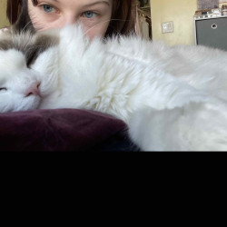 cats-img-1