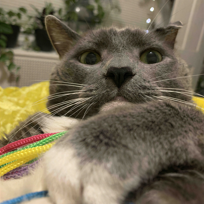 Tamara's Citykitty Care