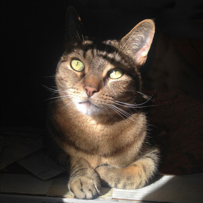 Julie's Purrfect Cat Care East Bay photo 2