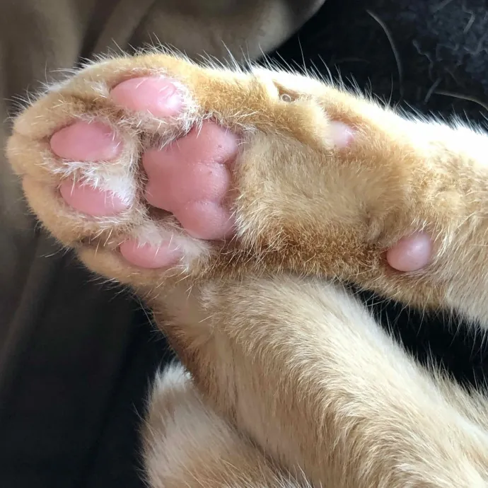 Noreen Crazy Cat Ladysf photo 3