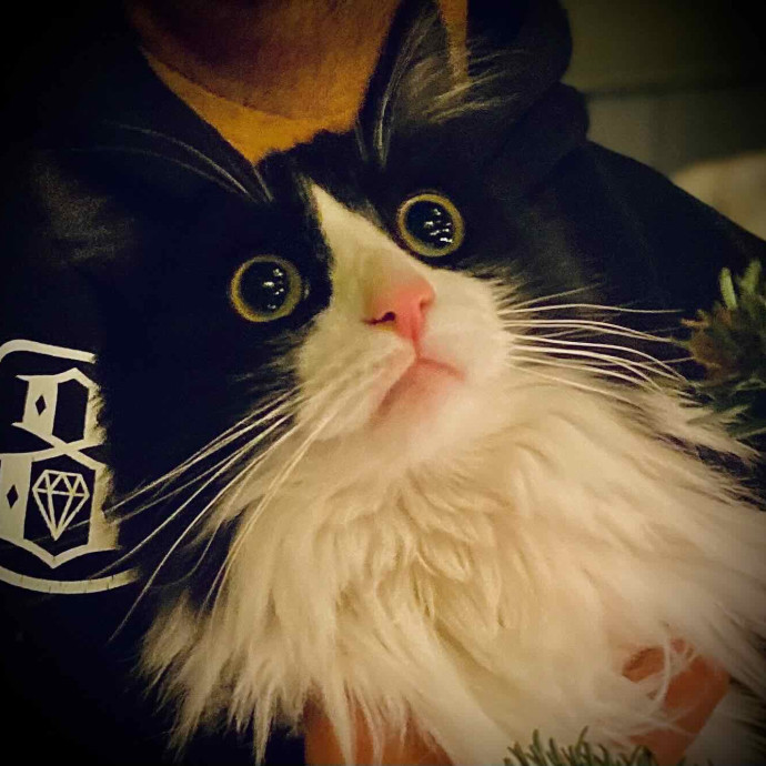 Bea's Serene Cat Sitting