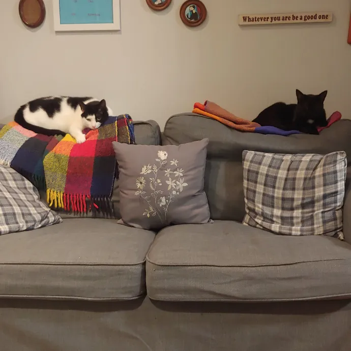 Meow Momma In Downingtown photo 2