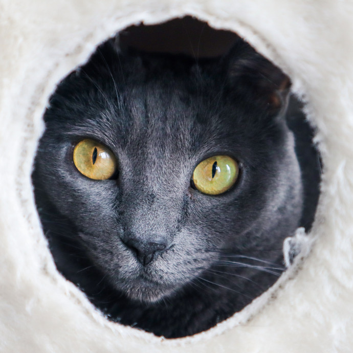 The Purr-Fect Cat Sitter For You