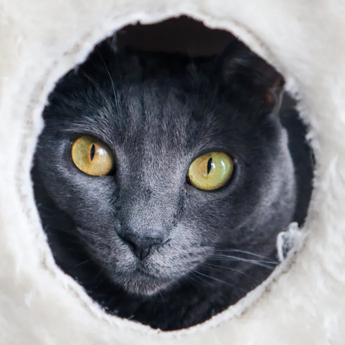 The Purr-Fect Cat Sitter For You