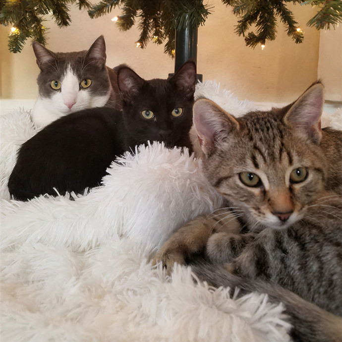 Practically Puuurfect In Every Way