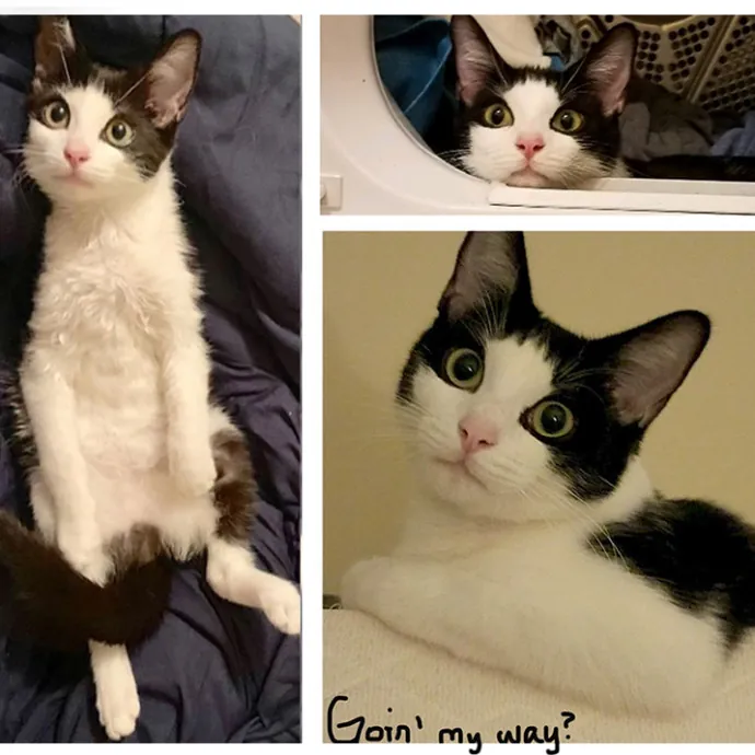 Kate The Cat Whisperer And Cat Sitter photo 2