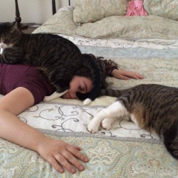 cats-img-1